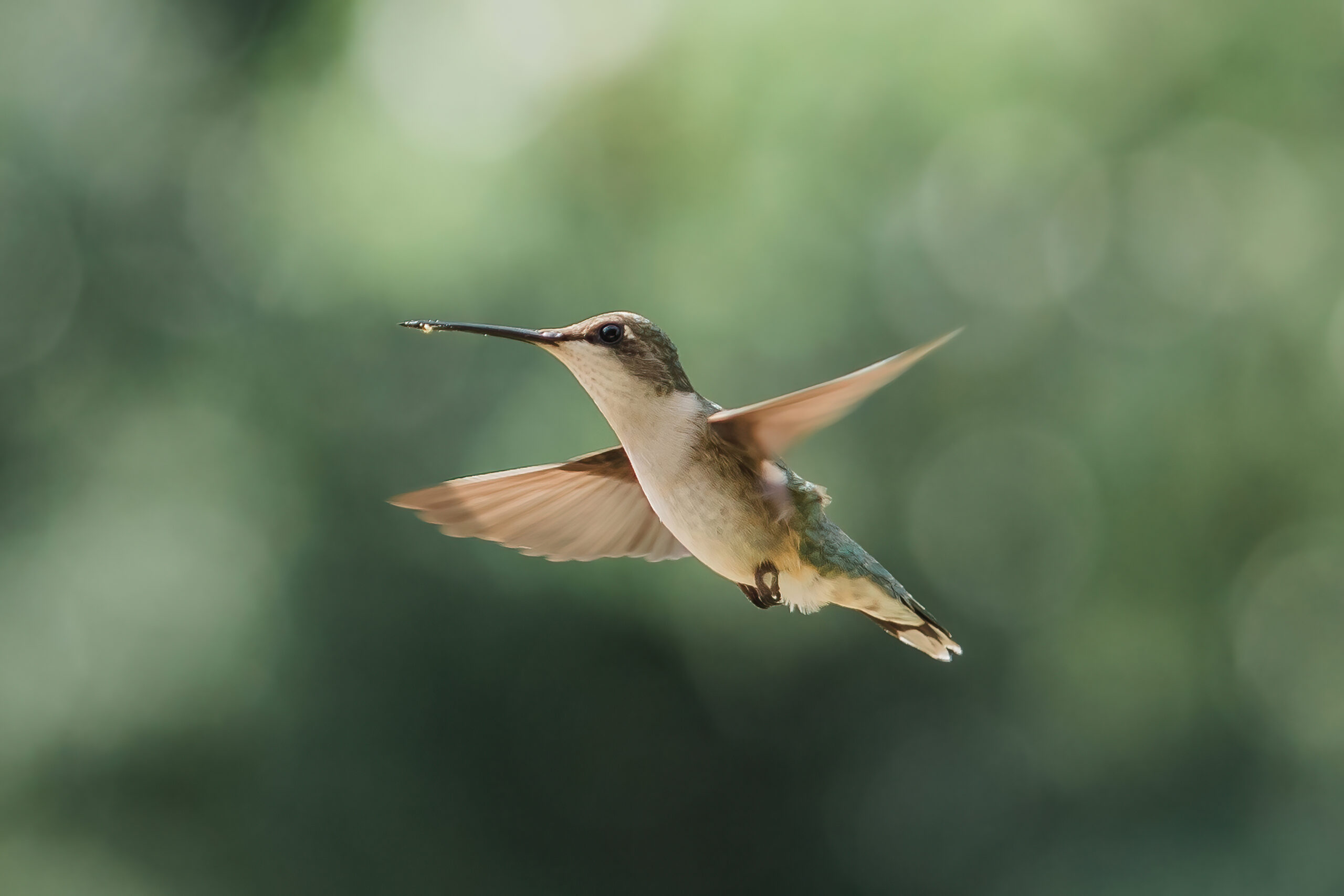 Image du colibri de LUCYA en plein vol pour illustrer le renouveau des Nos Actualités