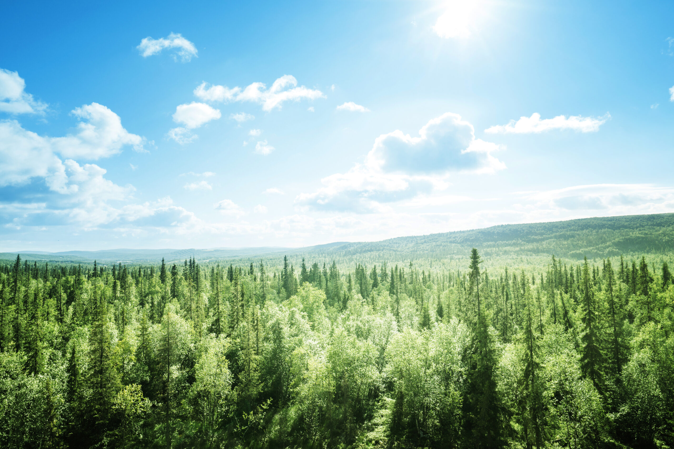 Photo d'une forêt avec un grand ciel bleu